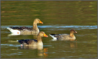 Pink-footed Goose (right), Upton Warren Sailing Pool, Febuary 2011
