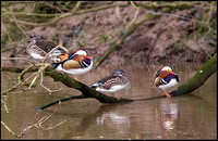 Mandarin Ducks, Trimpley, 29 January 2009
