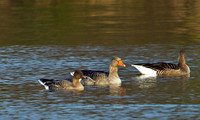 Pink-footed Goose (left), Upton Warren Sailing Pool, Febuary 2011