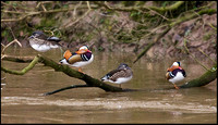 Mandarin Ducks, Trimpley, 29 January 2009