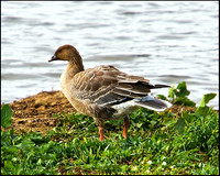 Pink-footed Goose, Upton Warren Moors, 25 October 2009
