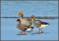 Pink-footed Goose (left), Upton Warren Sailing Pool, Febuary 2011