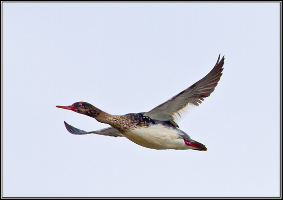 Red-breasted Merganser, Anglesey, May 2011