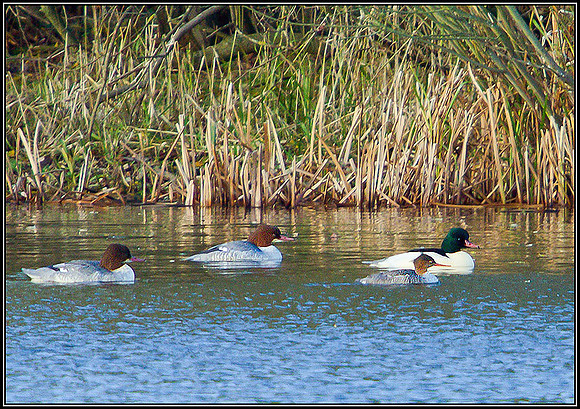 Red-breasted Merganser (front right), Bittell, 25 November 2010
