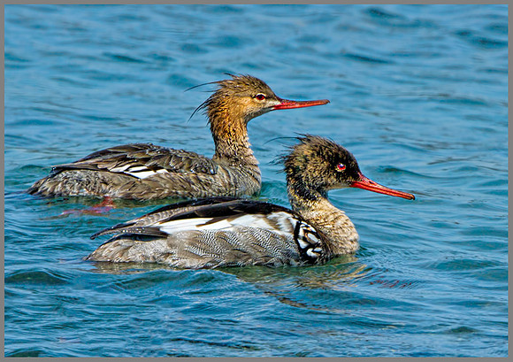 Red-breasted Mergansers (Mergus serrator), Anglesey, June 2013