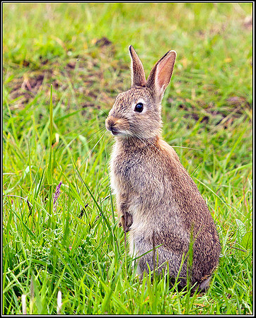 Rabbit, Upton Warren Flashes, 15 May 2009