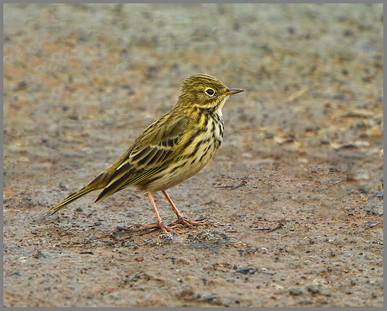 Meadow Pipit (Anthus prattensis), Upton Warren, October 2013