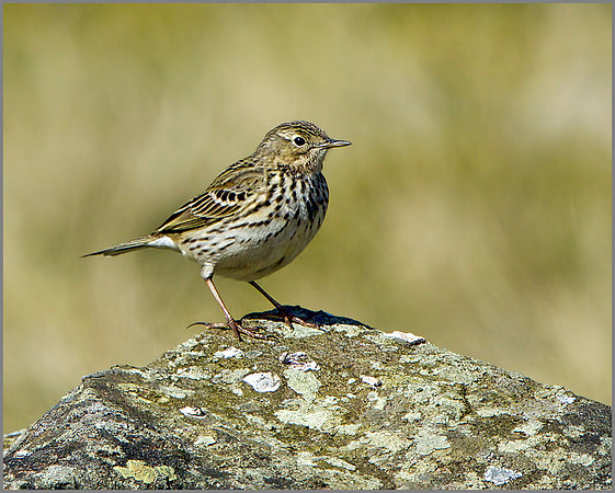 Meadow Pipit (Anthus pratensis), Shropshire, April 2014