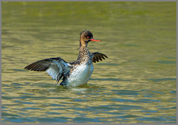 Red-breasted Merganser (Mergus serrator), Anglesey, June 2013