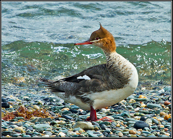 Red-breasted Merganser, Anglesey, 09 May 2011