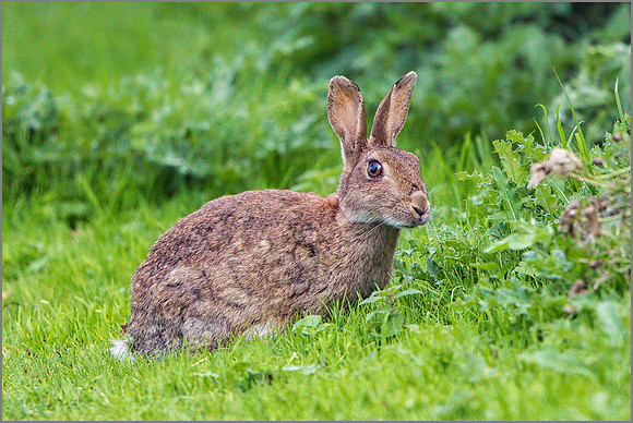 European or Common Rabbit 'Oryctolagus cuniculus', Upton Warren NR, September 2015