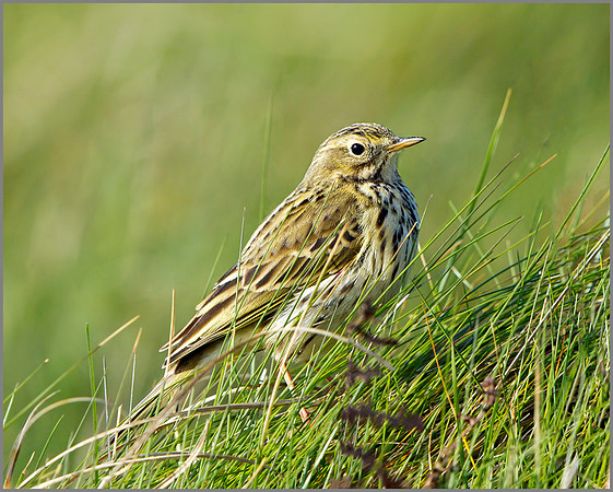 Meadow Pipit (Anthus pratensis), Anglesey, April 2014