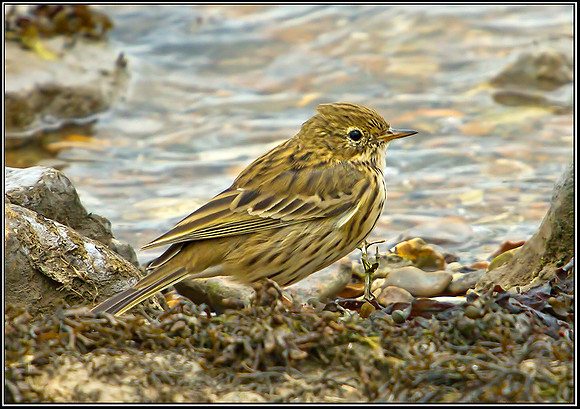 Meadow Pipit, Norfolk, September 2012