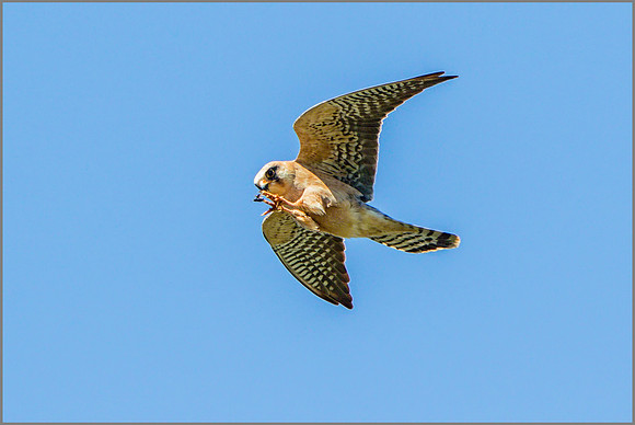 Female Red-footed Falcon (Falco vespertinus), Mallorca, May 2015