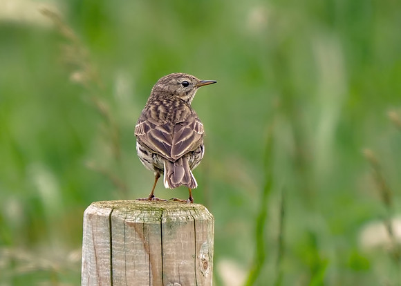 Meadow Pipit - Anthus pratensis, Yorkshire, June 2018