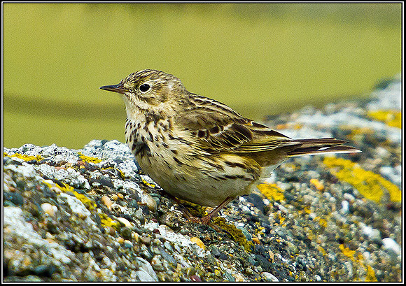 Meadow Pipit, Anglesey, 09 May 2011