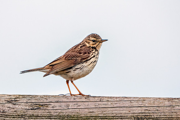 Meadow Pipit - Anthus pratensis, Yorkshire, June 2019