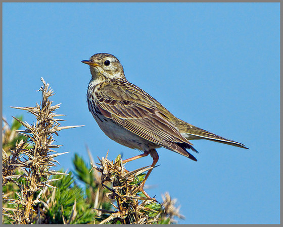 Meadow Pipit (Anthus pratensis), Anglesey, June 2013
