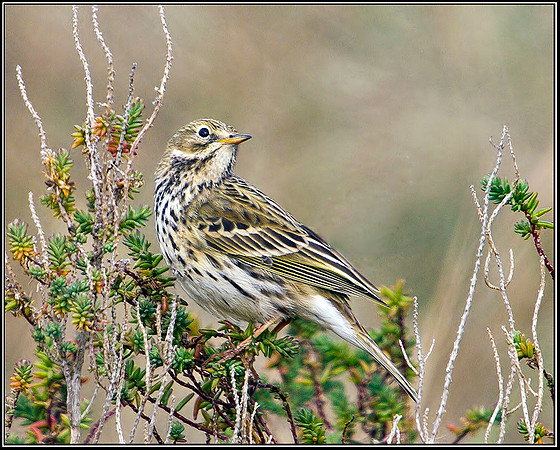 Meadow Pipit, Norfolk, April 2012