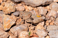 Misleading Stone Grasshopper - Ocnerodes fallaciosus, Algarve, Portugal, May 2019