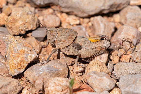 Misleading Stone Grasshopper - Ocnerodes fallaciosus, Algarve, Portugal, May 2019