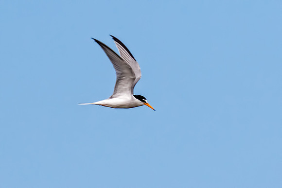 Little Tern - Sternula albifrons, Ria Formosa, Algarve, Portugal, May 2018