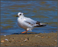 Little Gull, Upton Warren Flashes, 26 May 2012
