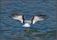 Little Gull, Upton Warren Flashes, 26 May 2012