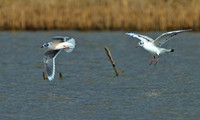 Little Gulls, Upton Warren Flashes, 12 April 2013