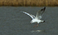 Little Gull, Upton Warren Flashes, 12 April 2013