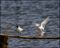 Little Gull, Upton Warren Moors, 30 May 2010