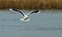 Little Gull, Upton Warren Flashes, 12 April 2013
