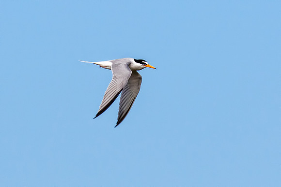 Little Tern - Sternula albifrons, Ria Formosa, Algarve, Portugal, May 2018
