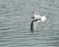Little Gull, Upton Warren NR, 07 May 2012