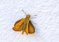 Lulworth Skipper - Thymelicus acteon, Algarve, Portugal, May 2019