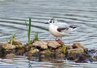Little Gull, Upton Warren NR, 07 May 2012
