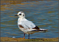 Little Gull, Upton Warren Flashes, 26 May 2012