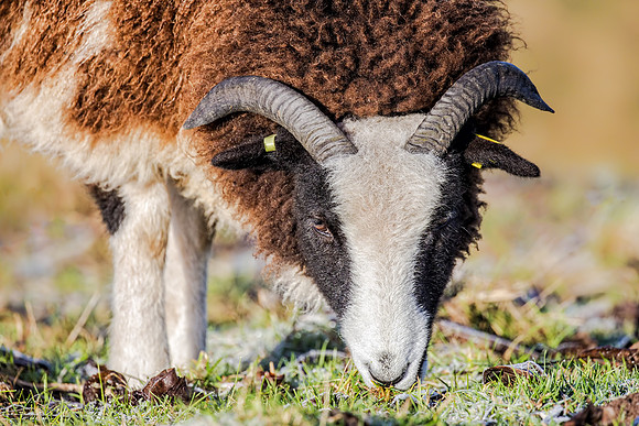 Jacob Sheep (Ovis aries), Charlecote Park, January 2017