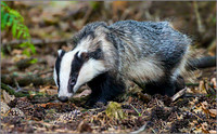 European Badger (Meles meles), Warwickshire 11 August 2015