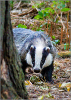 European Badger (Meles meles), Warwickshire 11 August 2015