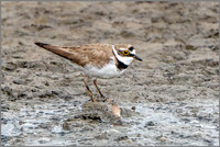 Little Ringed Plover (Charadrius dubius), Upton Warren NR, July 2016
