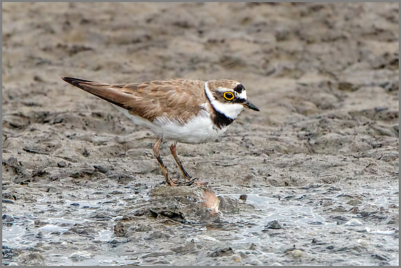 Little Ringed Plover (Charadrius dubius), Upton Warren NR, July 2016