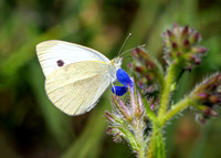 Large White  - Pieris brassicae, Algarve, Portugal, May 2019