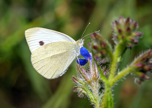 Large White  - Pieris brassicae, Algarve, Portugal, May 2019