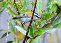 Firecrest (Regulus ignicapilla), Norfolk, September 2014