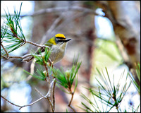 Firecrest, Mallorca, May 2010