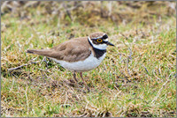 Little Ringed Plover (Charadrius dubius), Upton Warren NR.