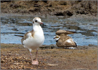 Little Ringed Plover (Charadrius dubius), Upton Warren NR, June 2014 w2