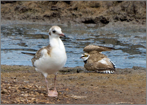 Little Ringed Plover (Charadrius dubius), Upton Warren NR, June 2014 w2