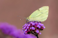 Large White - Pieris brassicae, Herefordshire, July 2020